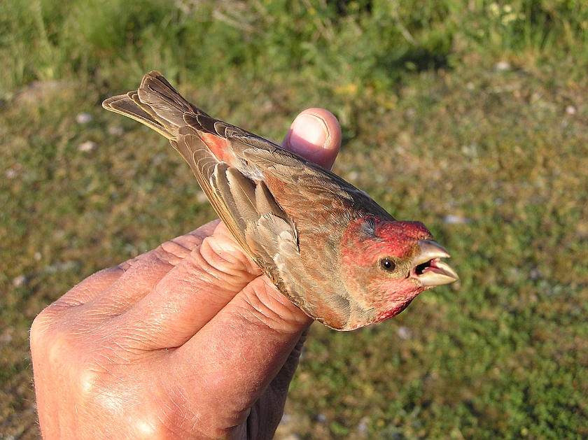 Common Rosefinch, Sundre 20070609